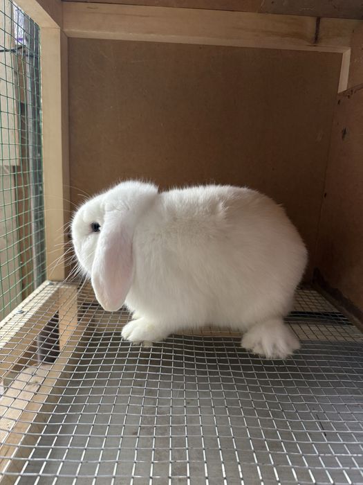 quyon baran sotiladi