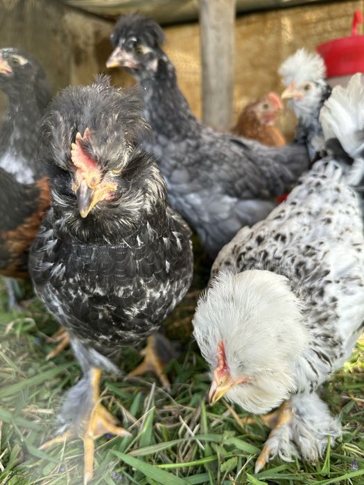 Vand oua de consum si incubat