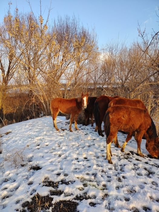 5 жабағы 2 ұрғашы 3 еркек