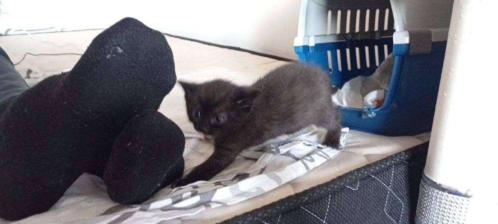 Месячный мини котенок мальчик