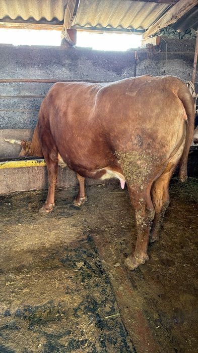 Продам корову, хорошая