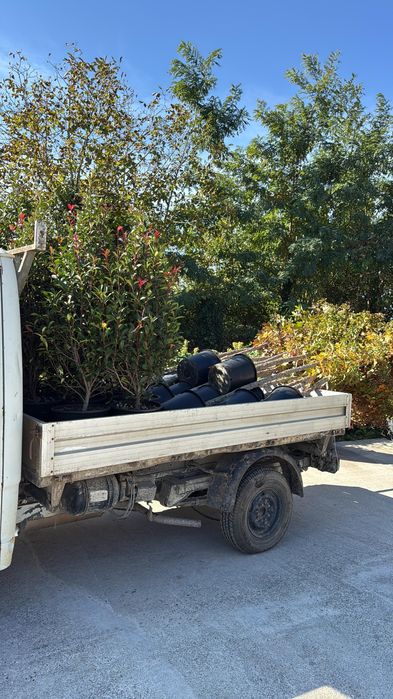 Tuia smaragd 160-170cm