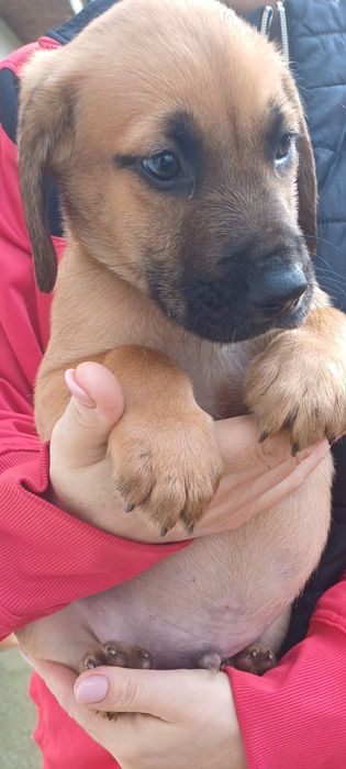 Donez doua cateluse!