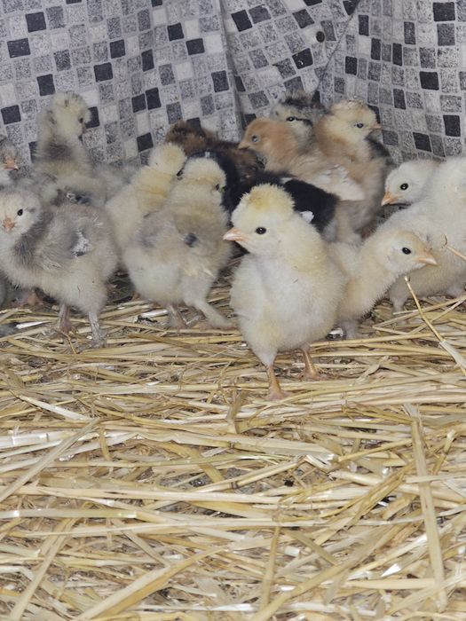 Pui încălțați și moțați sau cochinchina frezați și nefrezați