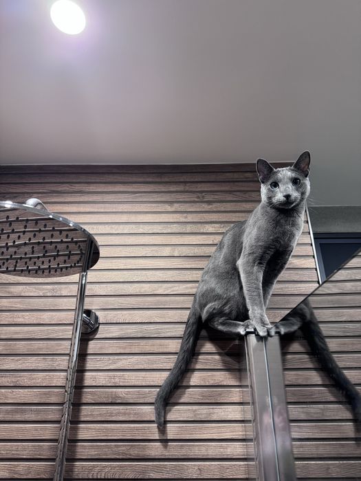 Отдаю кота в добрые руки