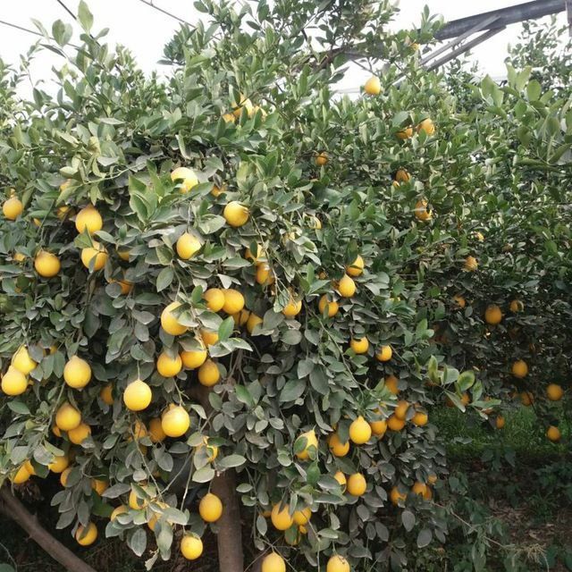 Lemon kuchatlar Mir navli