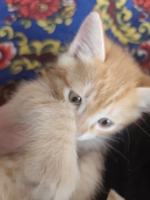 Mushuklar hadyaga beriladi