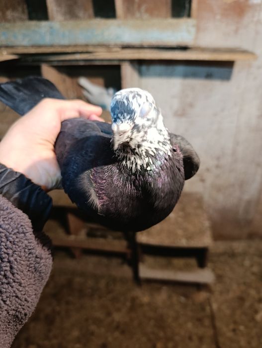 Голубь самецож .