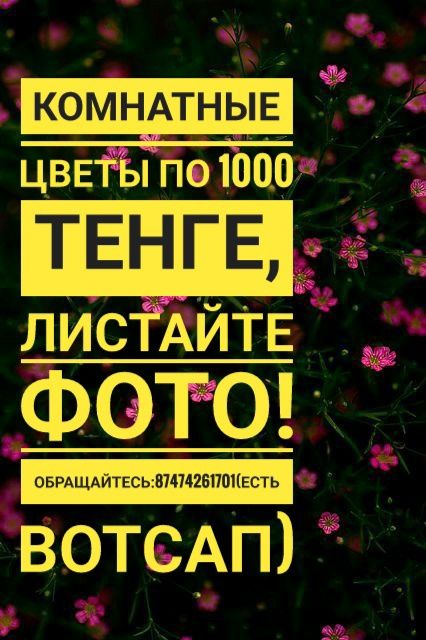 Комнатные цветы по 1000 тенге
