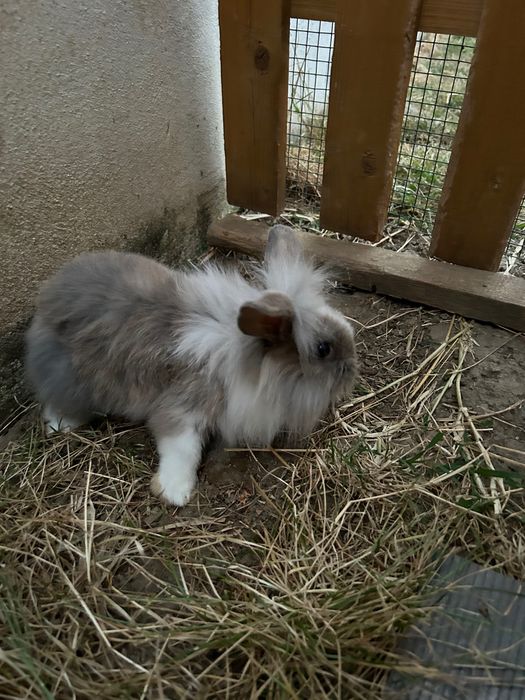 Vand iepurasi pitic minilop si lionlop