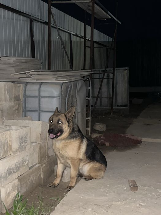 Немецкая овчарка за 60000тг