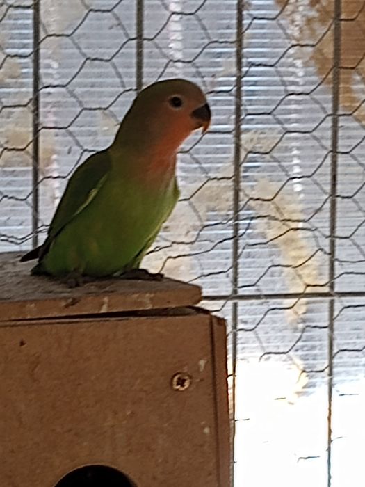 Papagali Nimfă și agapornis pui