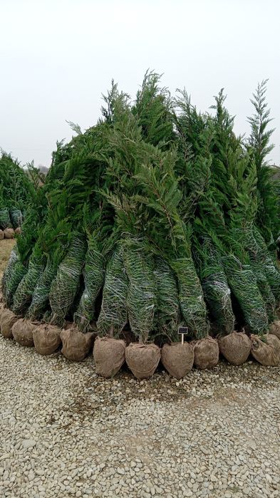 Plante ornamentale aclimatizate