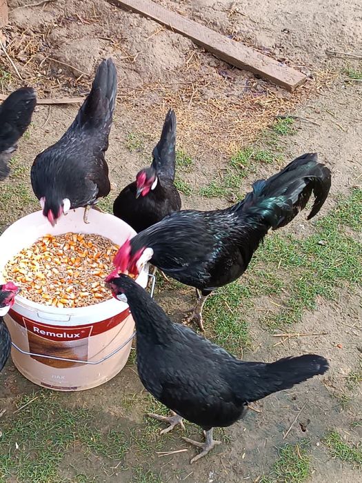 Ява карликовые петухи