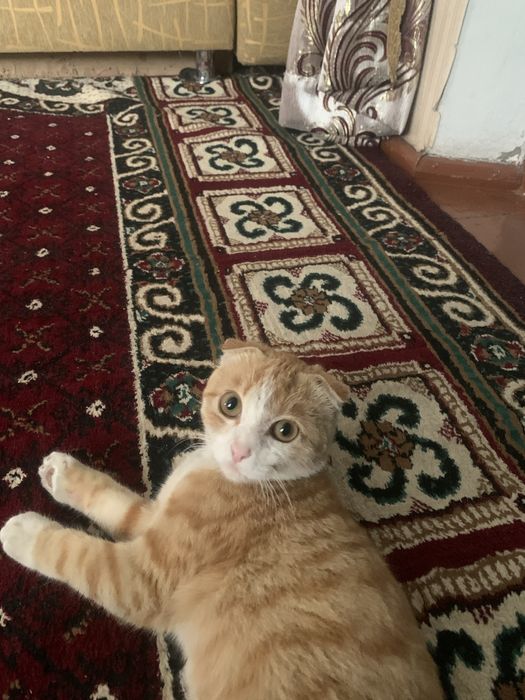 Шатланская порода