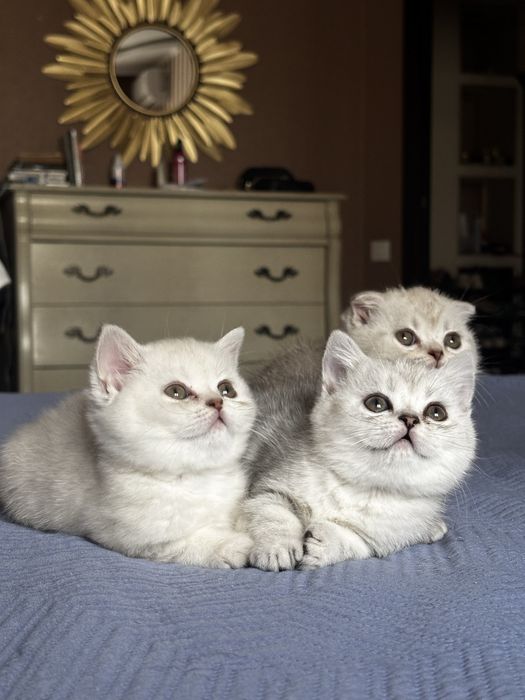 Отдаем шотландских котят в хорошие руки