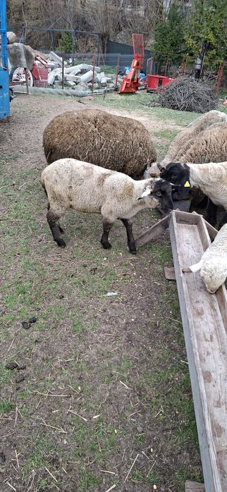 Vand oi si miei 2026