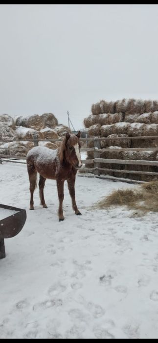 Ұрғашы тай сатамын