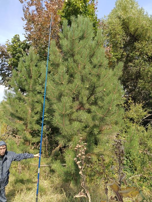 Продаются сосны крымские обычные
