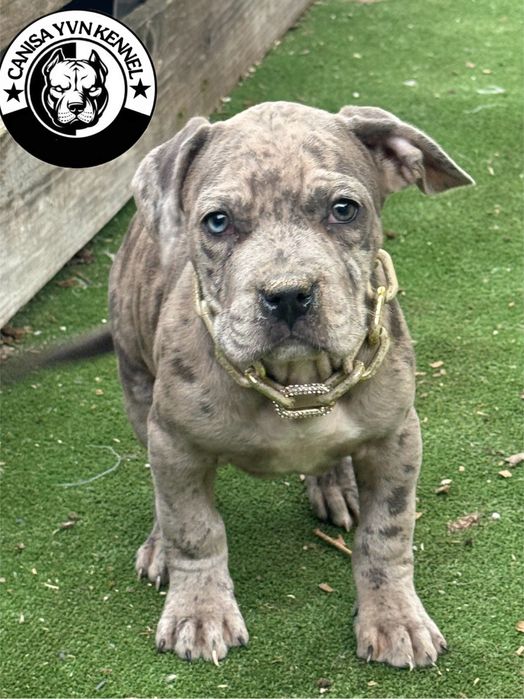 Femela amstaff blue merle