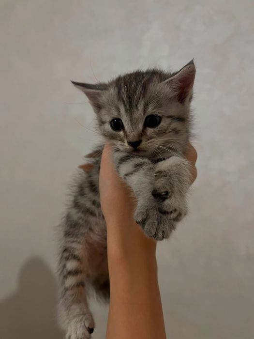 Котята скоттиш страйт
