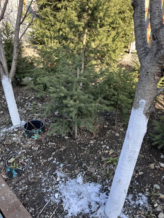 Продам саженцы елок, кедра!