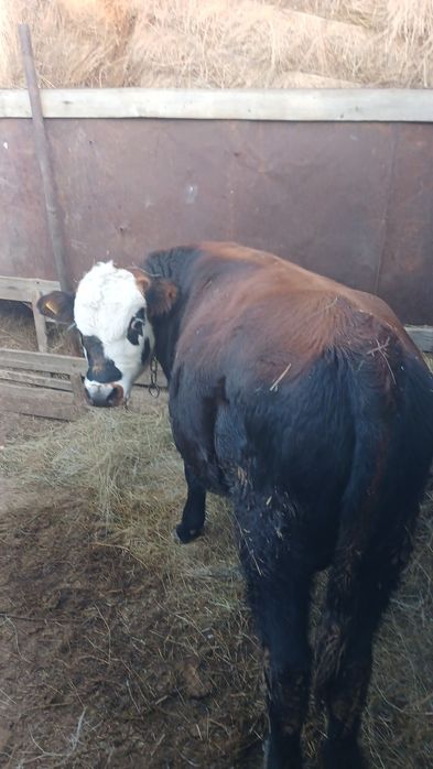 Баспак сатам.Продам бычка