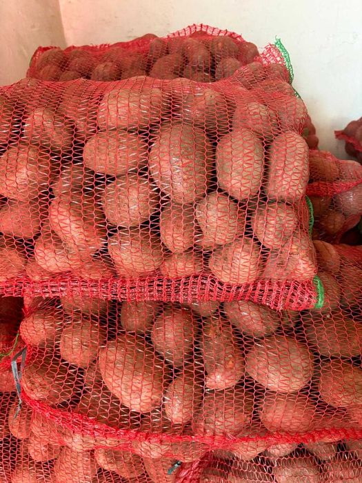 Cartofi roșii de vânzare – calibru mare