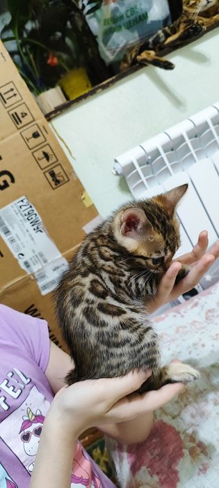 Продаются бенгальские котята