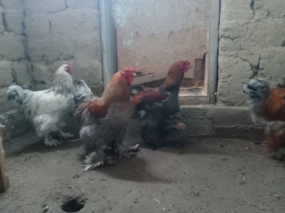 Брам, брамма продам Петухи