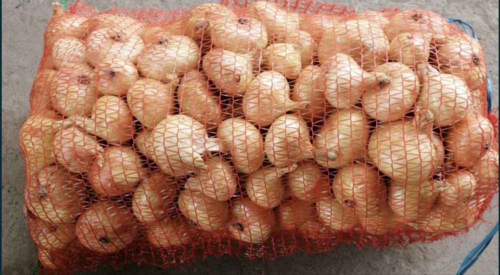 Ceapă de vînzare 1.80 lei kg