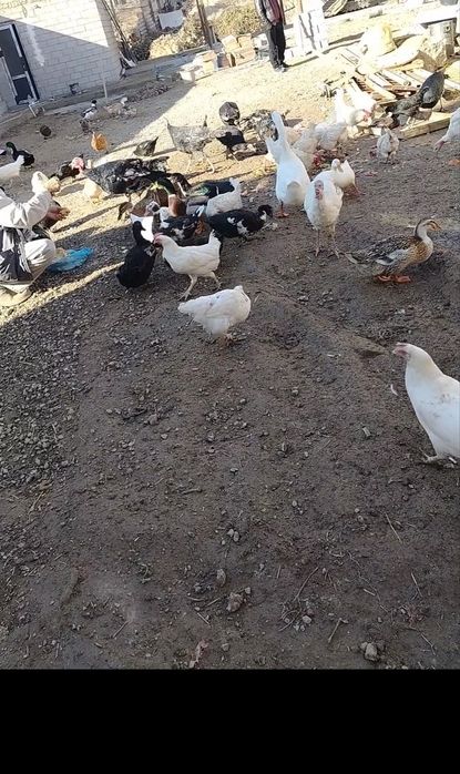 Срочно продаются домашние куры  домашние породистые куртцы а также инд