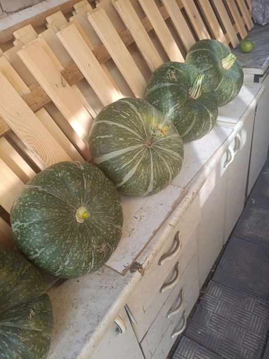 Продам тыквы большие