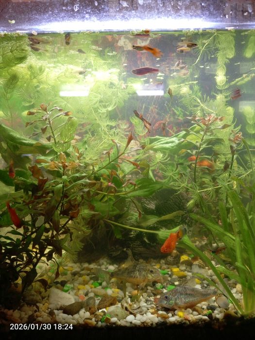 Аквариумные рыбки Гуппи