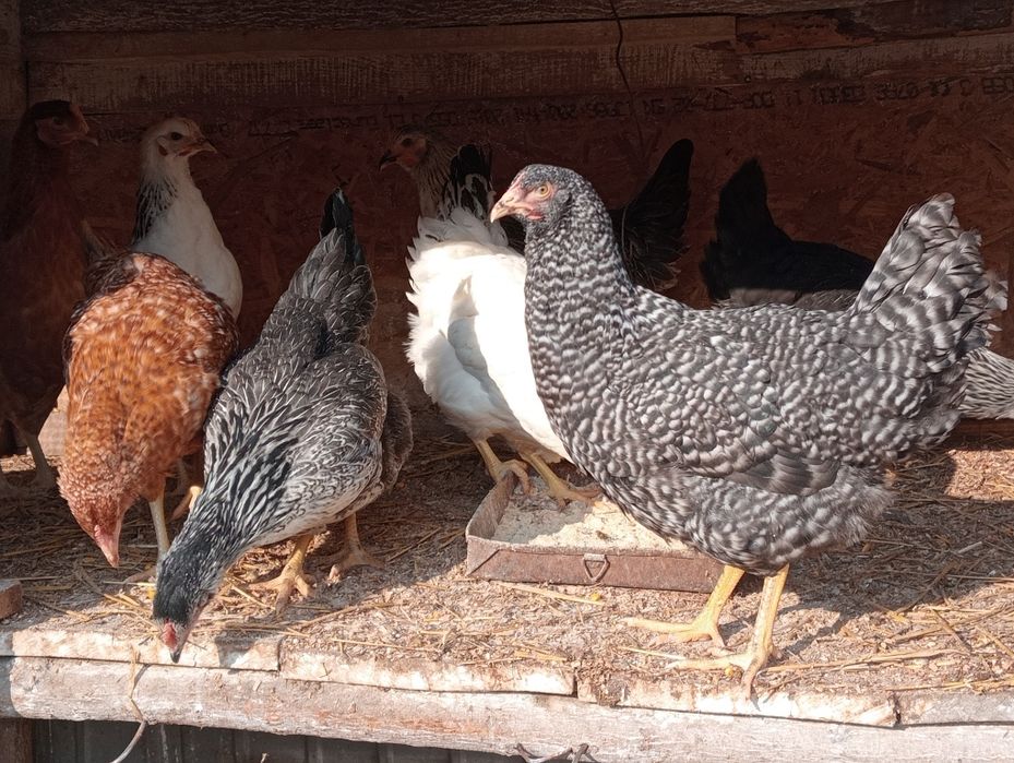 Puicuțe rasă de ouă