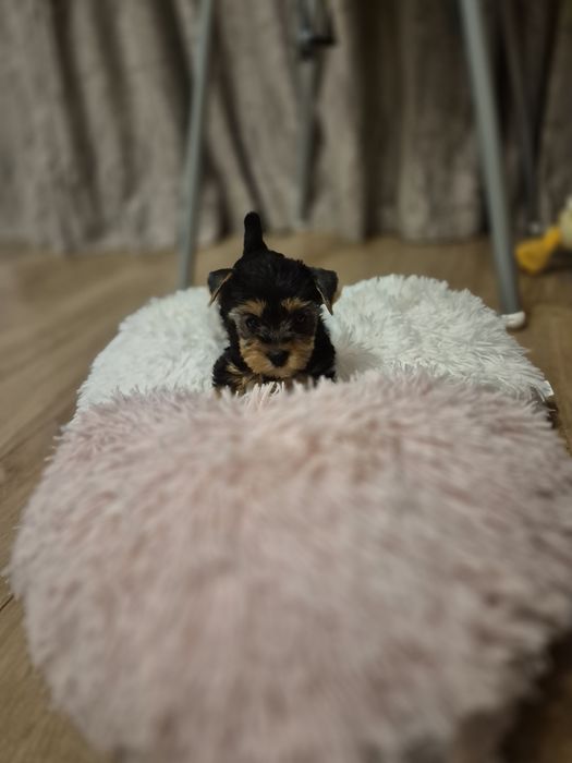 Йоркширски териер