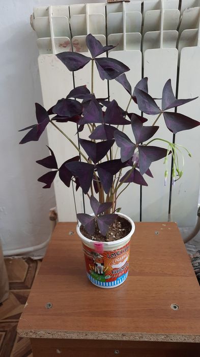 Комнатные цветы красивые