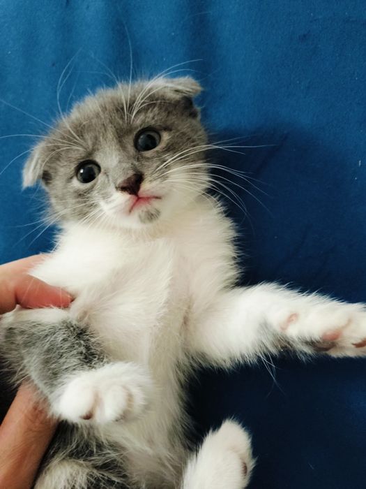 Кошка шотландский