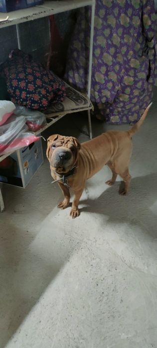 Paroda sharpey 1 yosh