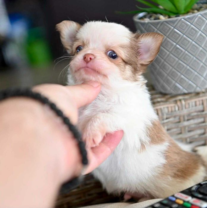 Мъжко дългокосместо мини чихуахуа