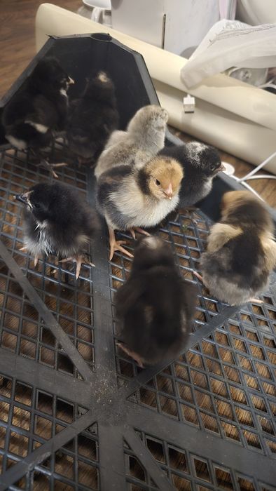 Цыплята суточные