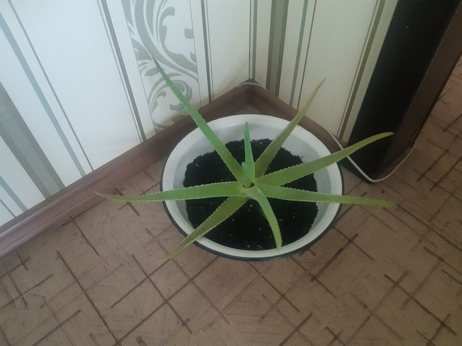 Алоэ  лечебный домашние