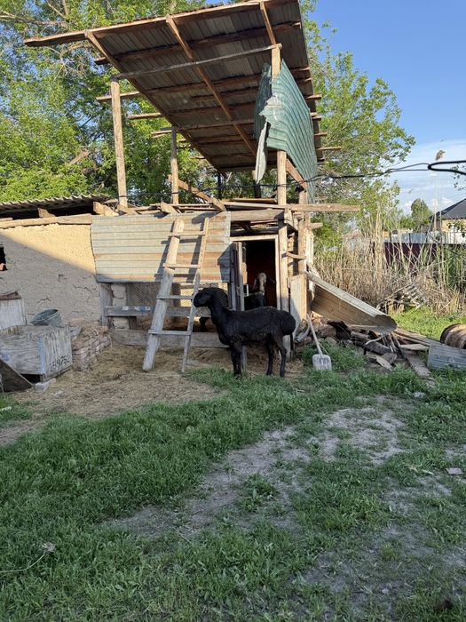 Гесар қошқар жасына енді толады