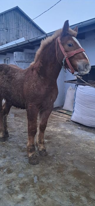 Vând manz semi greu