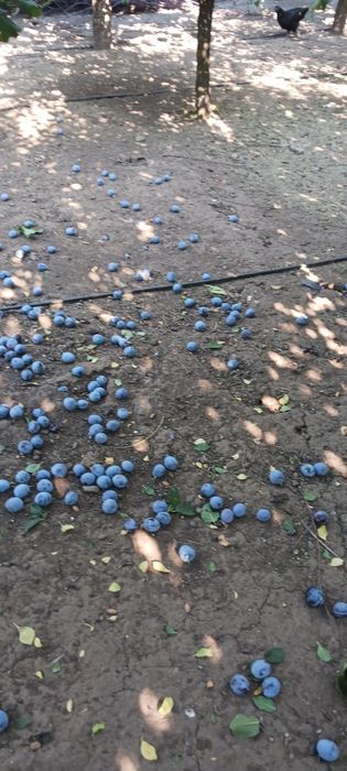 Prune sanatoase si curate din livada proprie în Curtici