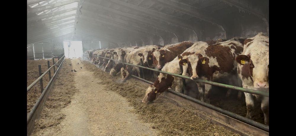 Нетели крастный голштин