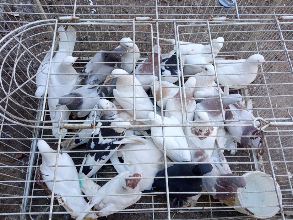 Голуби голуби голуби