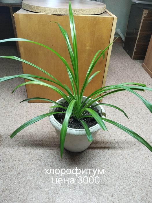 Продаю домашние цветы