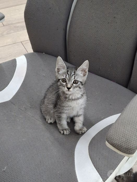 Котенок мальчик 2 месяца