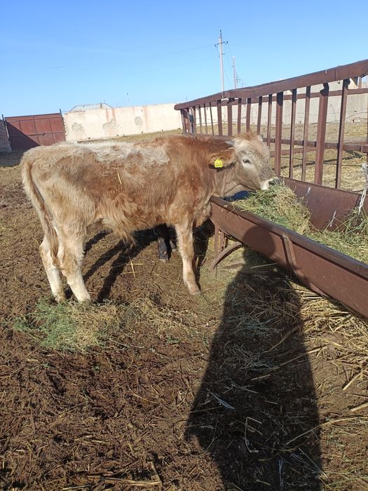 Баспақтар сатылады